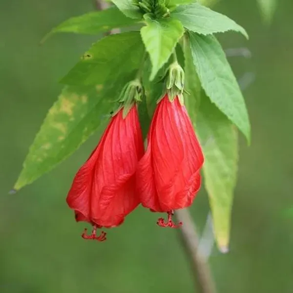 Sleeping_Hibiscus_Malvaviscus_Flower_Plant_Red