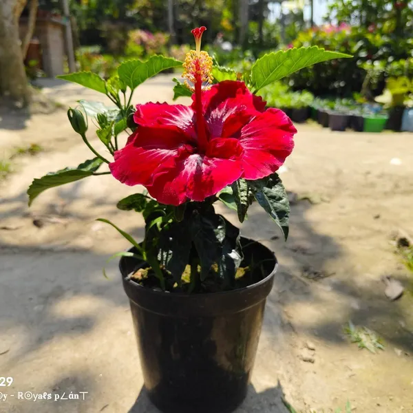 Dark_Red_American_Hibiscus_Flower_Plant