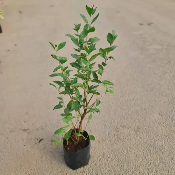 Heena_Mehendi_Plant