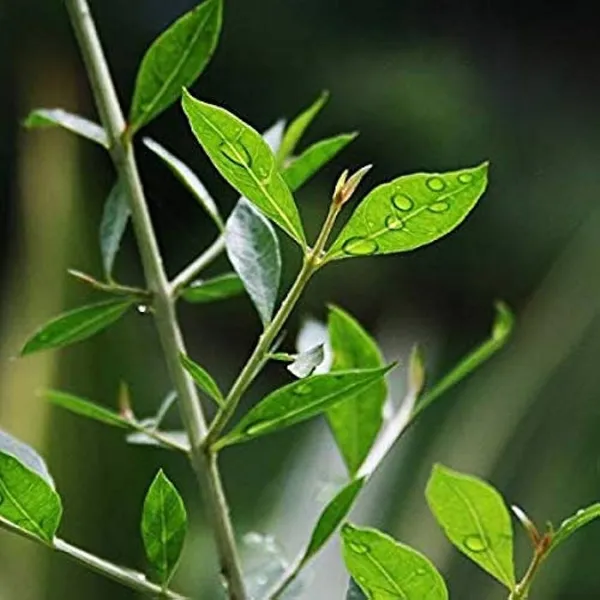 Heena_Mehendi_Plant