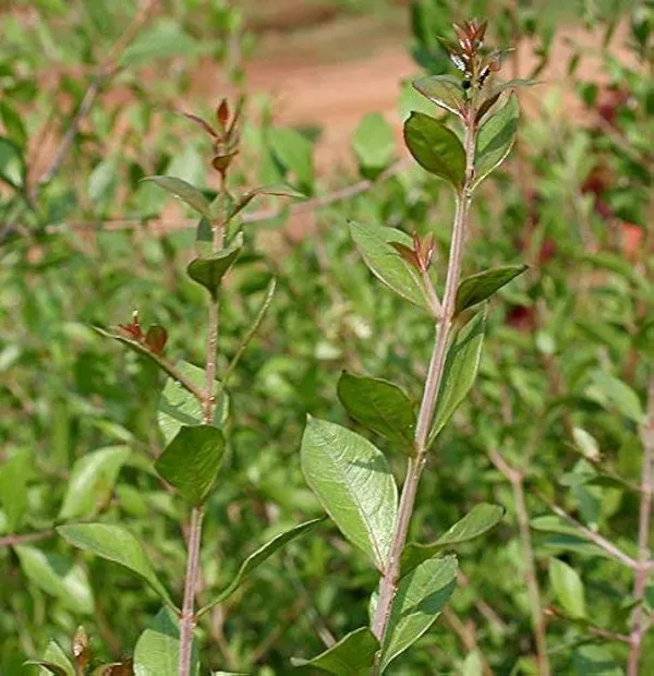 Heena_Mehendi_Plant