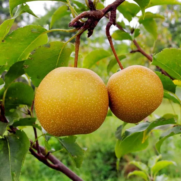 Asian_Golden_Nashpati_Peargrafted_Fruit_Plant