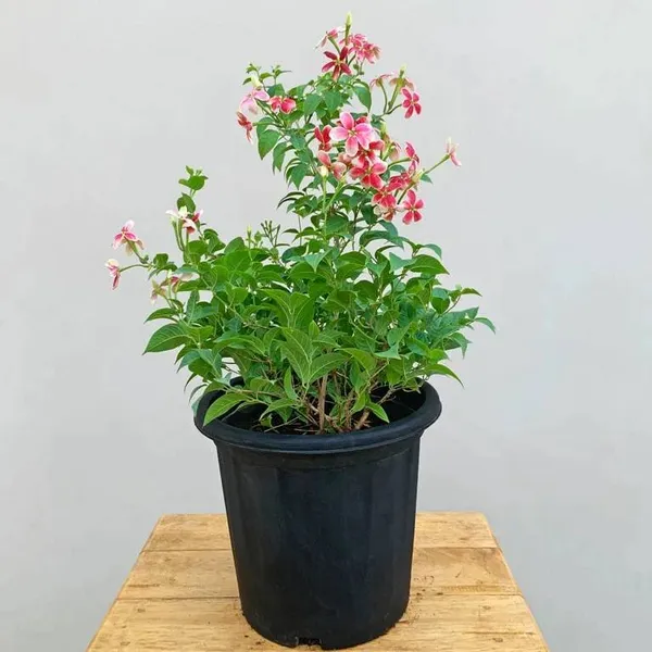 Dwarf_Varitey_Rangoon_Creeper_Madhumalati_Flower_Plant