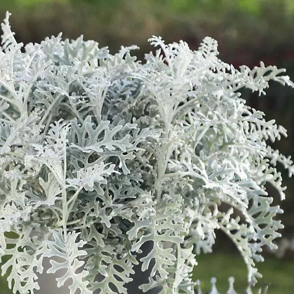 Artemisia_Stelleriana_Silver_Barcade_Mediclinal_Plant