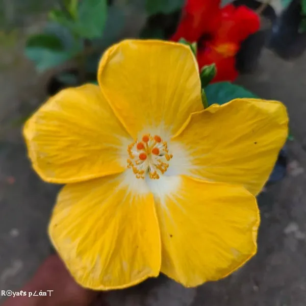 American_Hibiscus_Flower_Plant_Yellow