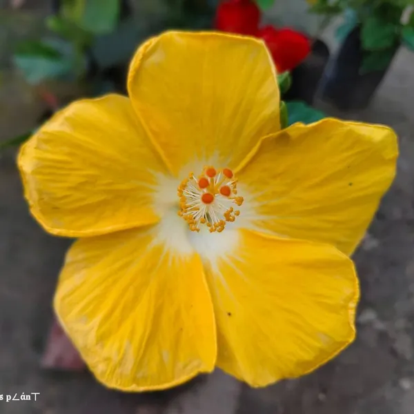 American_Hibiscus_Flower_Plant_Yellow