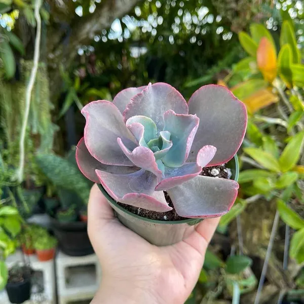 Echeveria_Gibbiflora_Sacculents_Live_Plant