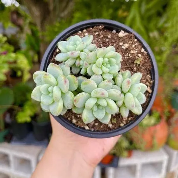 Sedum_Sacculents_Live_Plant