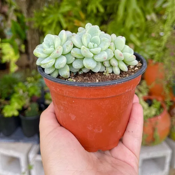 Sedum_Sacculents_Live_Plant