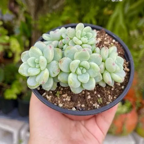 Sedum_Sacculents_Live_Plant