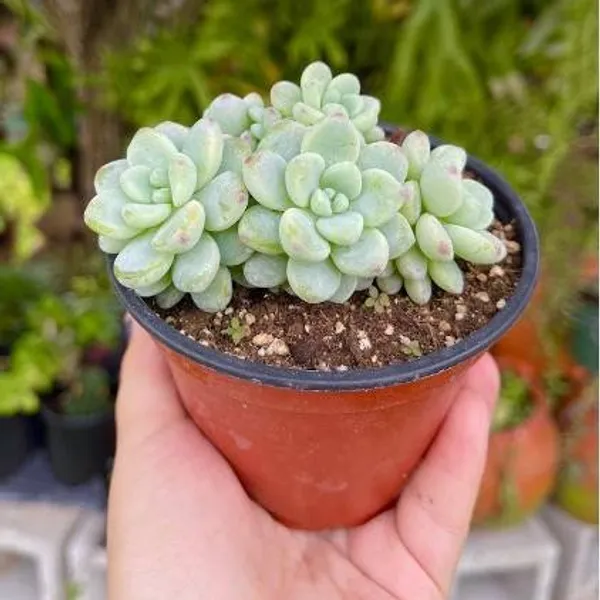 Sedum_Sacculents_Live_Plant
