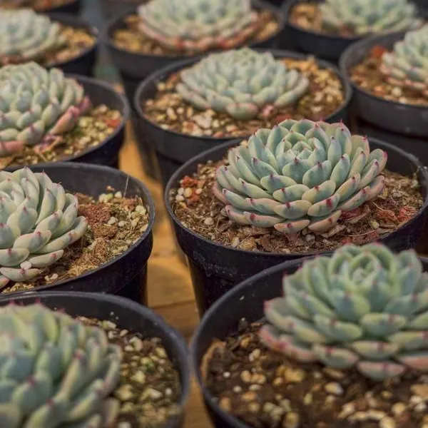 Echeveria_Minima_Verigated_Live_Sacculent_Plant