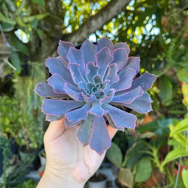 Echeveria_Neon_Breaker_Rare_Succulent_Live_Plant