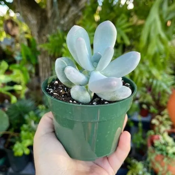 Pachyphytum_Oviferum_Live_Sacculent_Plant
