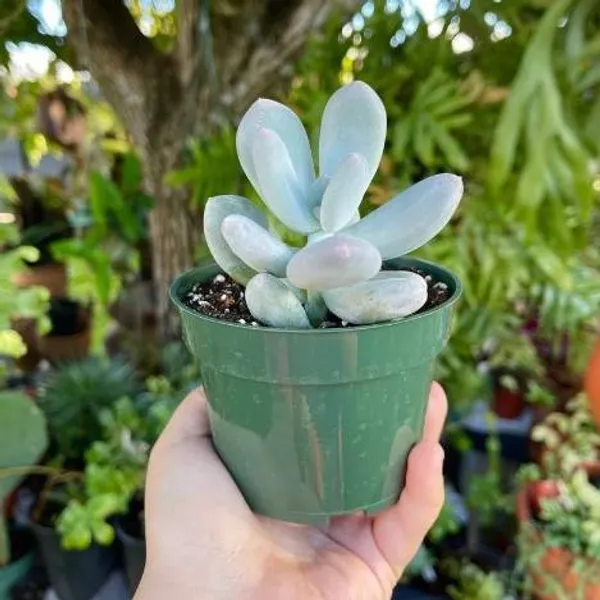 Pachyphytum_Oviferum_Live_Sacculent_Plant