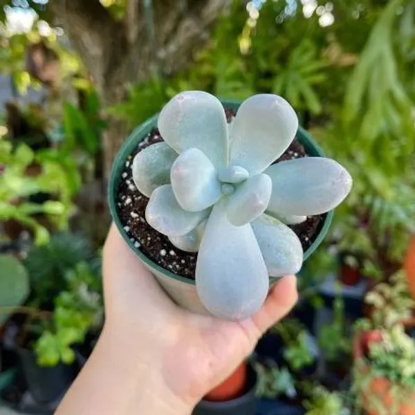 Pachyphytum_Oviferum_Live_Sacculent_Plant