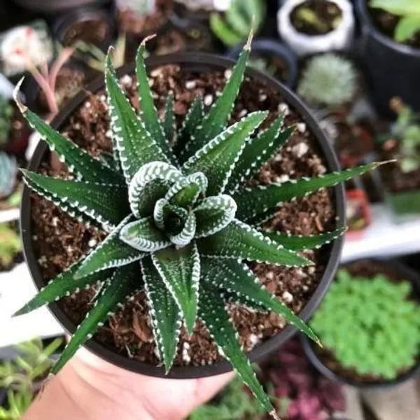Zebra_Haworthia_Fasciata_Rare_Succulent_Live_Plant