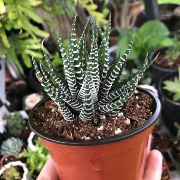 Zebra_Haworthia_Fasciata_Rare_Succulent_Live_Plant