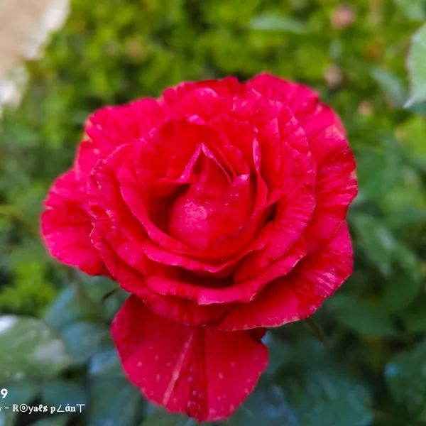 Abracadabra_Rose_Flower_Plant