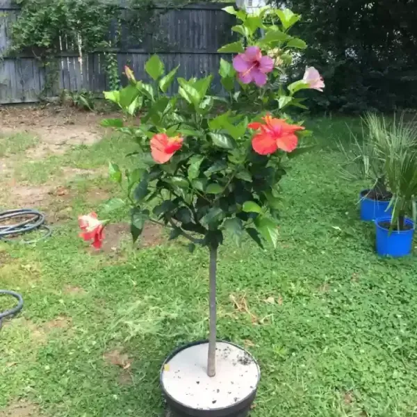 Multigrafted_Hibiscus_Flower_Plant_(20_Colours)