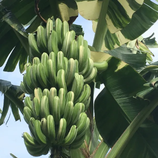 Verigated_Banana_Fruit_Plant