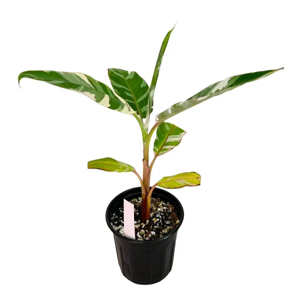 Verigated_Banana_Fruit_Plant