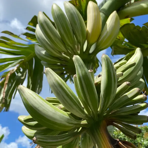 Verigated_Banana_Fruit_Plant