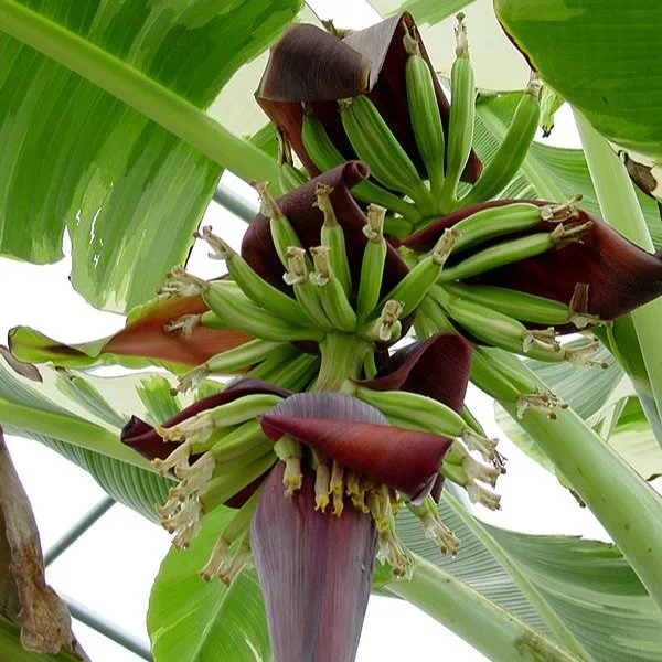Verigated_Banana_Fruit_Plant