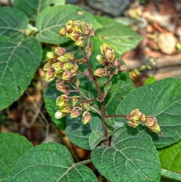Hill_Glory_Bhat_Flower_Plant_(Clerodendrum_Infortunatum)