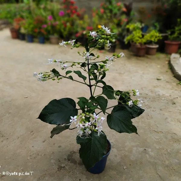 Hill_Glory_Bhat_Flower_Plant_(Clerodendrum_Infortunatum)