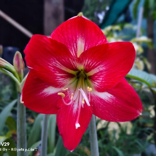 Hippeastrum_Silver_Queen_Lily_Flower_Plant