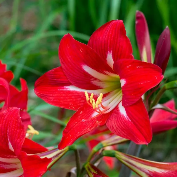 Hippeastrum_Silver_Queen_Lily_Flower_Plant