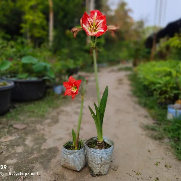 Hippeastrum_Silver_Queen_Lily_Flower_Plant
