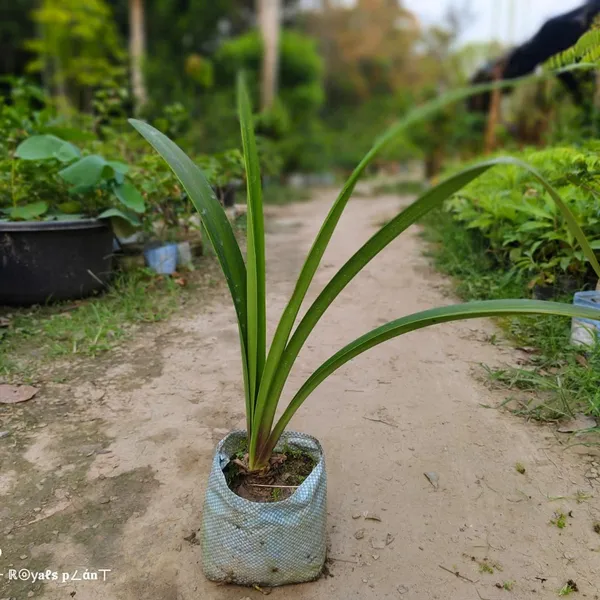 Hippeastrum_Silver_Queen_Lily_Flower_Plant