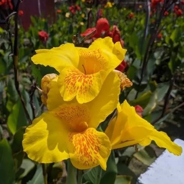 Canna_Indica_Flower_Plant_Yellow