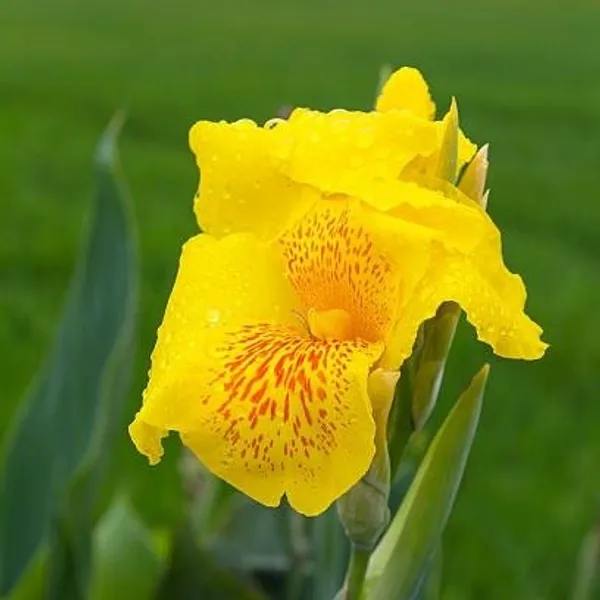 Canna_Indica_Flower_Plant_Yellow