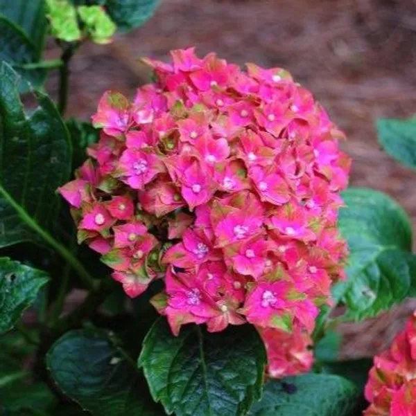 Hybrid_Hydrangea_Flower_Plant_Red