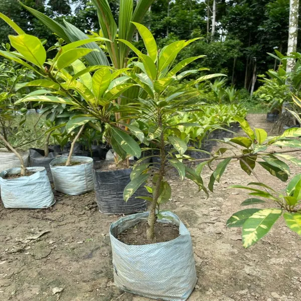 Verigated_Chikoo_Grafted_Fruit_Plant