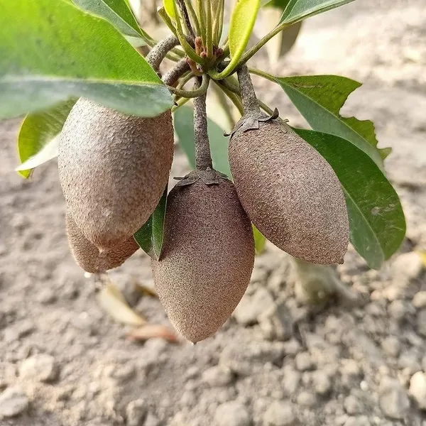 Thai_Varitey_Long_Chikoo_Grafted_Fruit_Plant