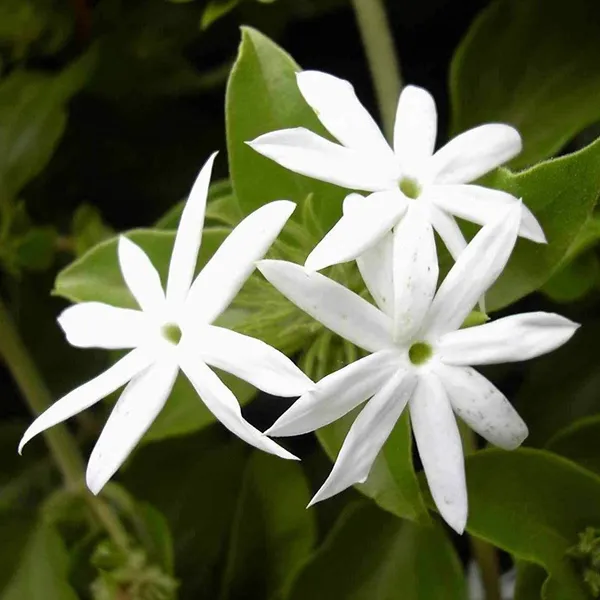 Star_Jasmine_Perfuming_Flower_Plant_White