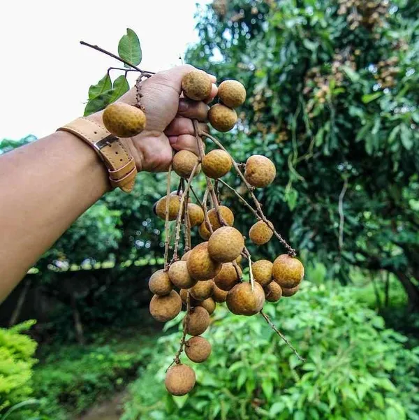 Khaki_Longan_Grafted_Fruit_Plant