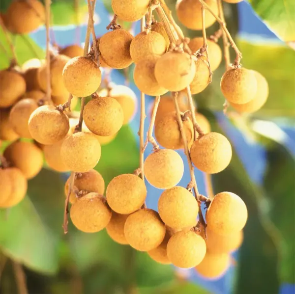 Khaki_Longan_Grafted_Fruit_Plant