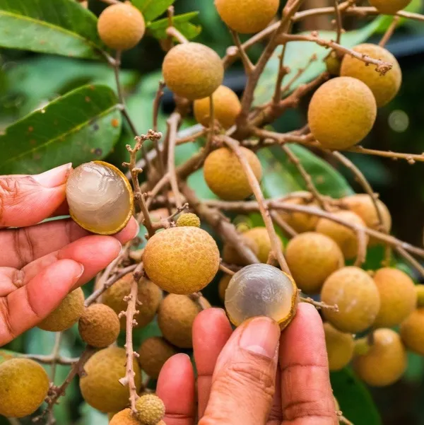 4-Season_Longan_Grafted_&_Hybrid_Fruit_Plant