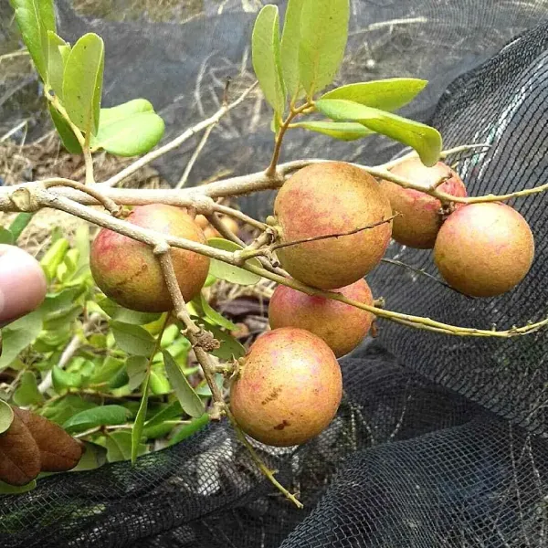 4-Season_Longan_Grafted_&_Hybrid_Fruit_Plant