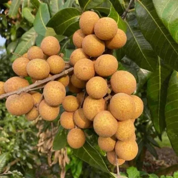 4-Season_Longan_Grafted_&_Hybrid_Fruit_Plant