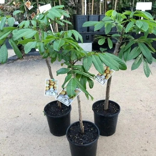 4-Season_Longan_Grafted_&_Hybrid_Fruit_Plant