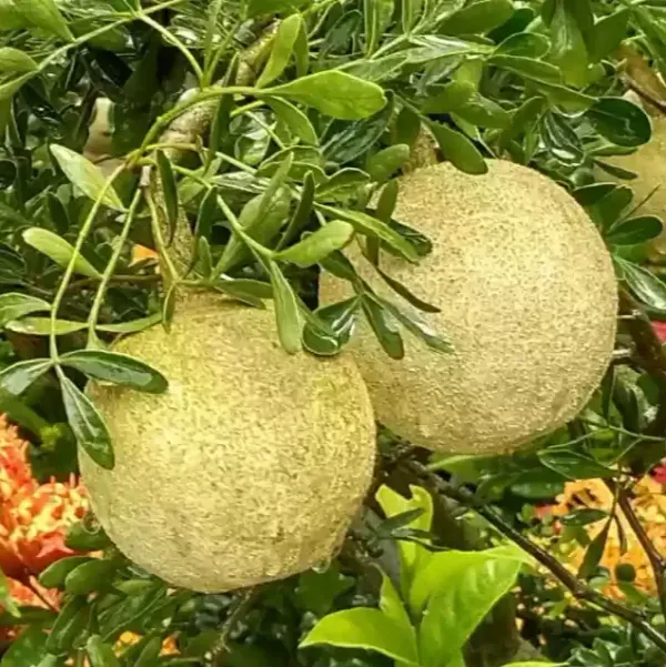 Wood_Apple_Grafted_Fruit_Plant_(Kotbel)