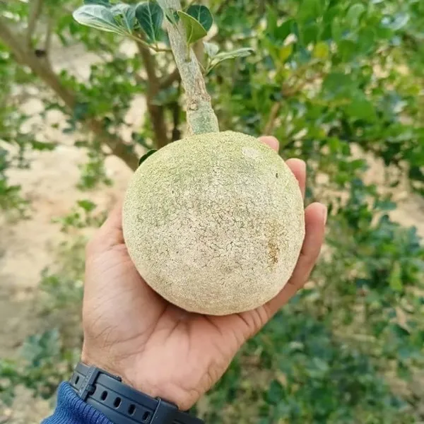 Wood_Apple_Grafted_Fruit_Plant_(Kotbel)