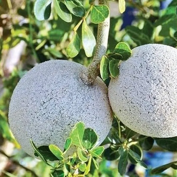 Wood_Apple_Grafted_Fruit_Plant_(Kotbel)