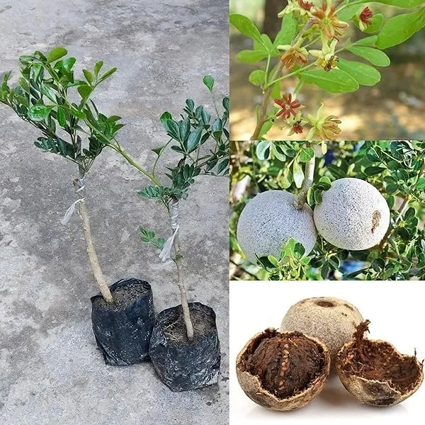 Wood_Apple_Grafted_Fruit_Plant_(Kotbel)